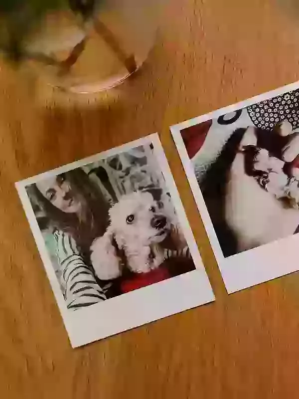 Pet Exhumation Costs